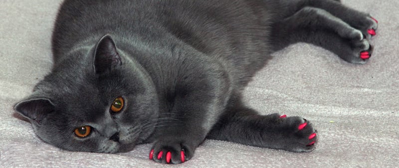 My Cat's Nails Are Irritated