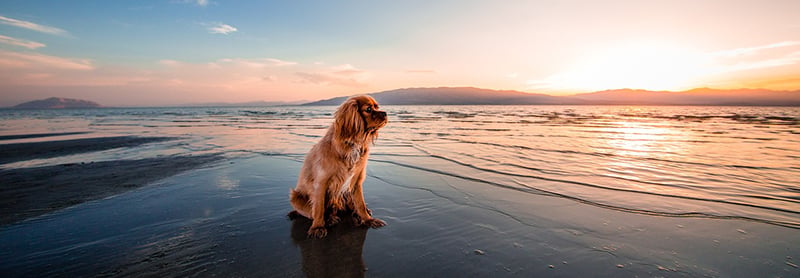 Yellow Skin (Jaundice) in Dogs