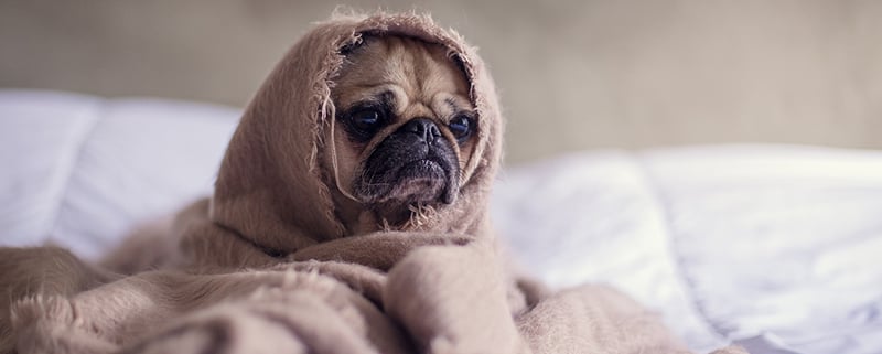 Swelling in Dogs