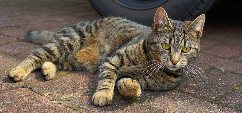 Leg Injury in Cats