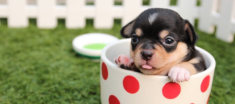 What Causes a Puppy to Stop Growing?
