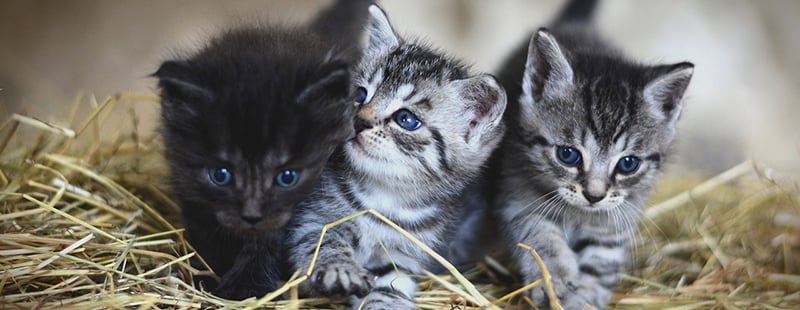 Early Death in Kittens