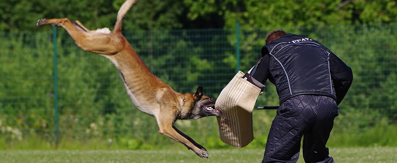Heart Attack in Dogs