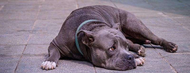 Loss Of Appetite In Dogs