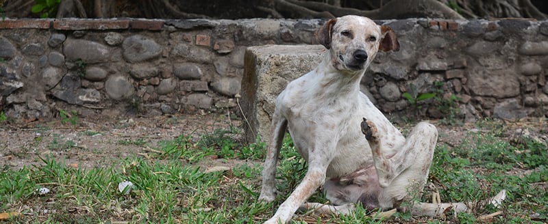 Yeast Infection and Thrush in Dogs