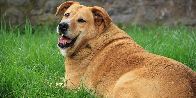 Changes in Dog Weight
