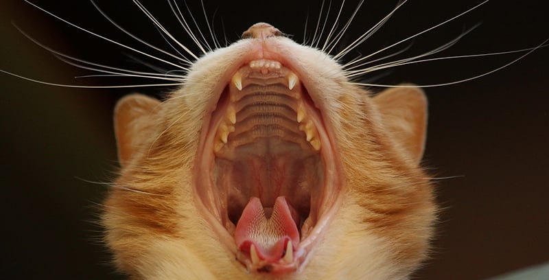 Mouth Ulcers in Cats