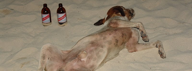 Paralysis in Dogs