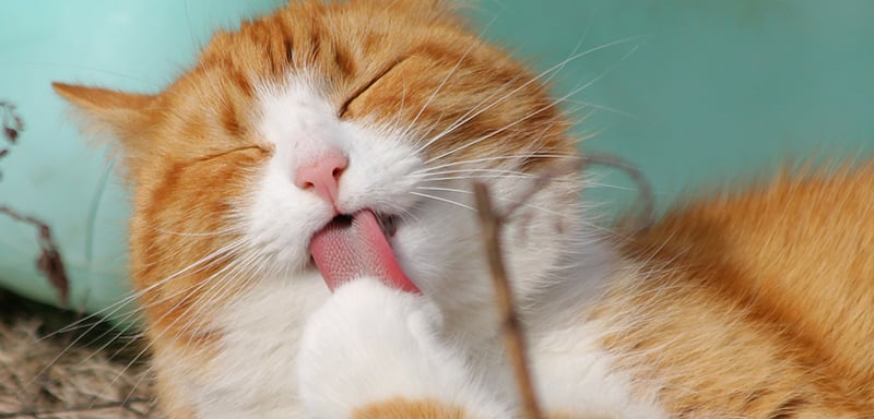 Enlarged Gums in Cats