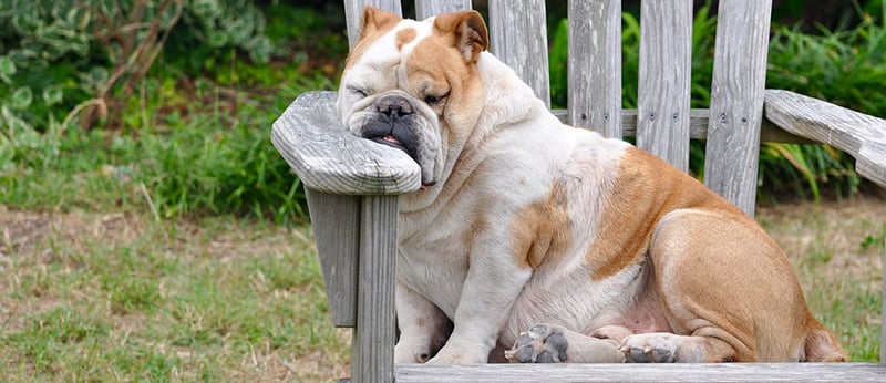 Does Your Dog Seem Lethargic?