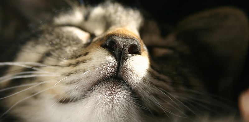 Mucus in Cat