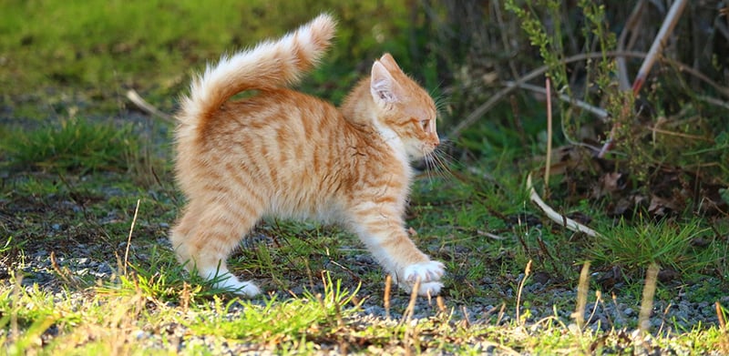 Swelling in Cats