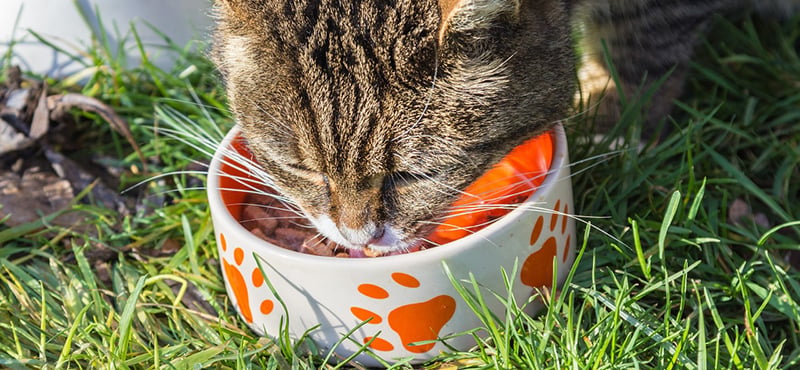 Swallowing Difficulties in Cats