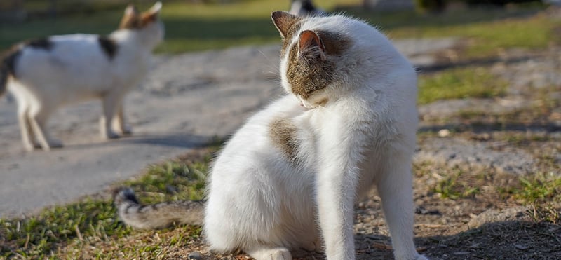 Vaginal Inflammation in Cats
