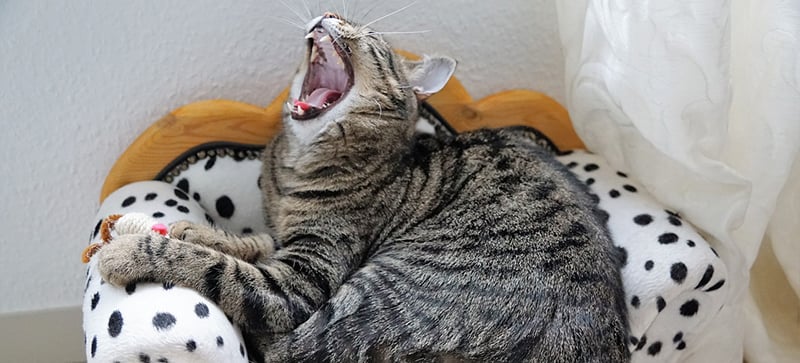 Asthma in Cats