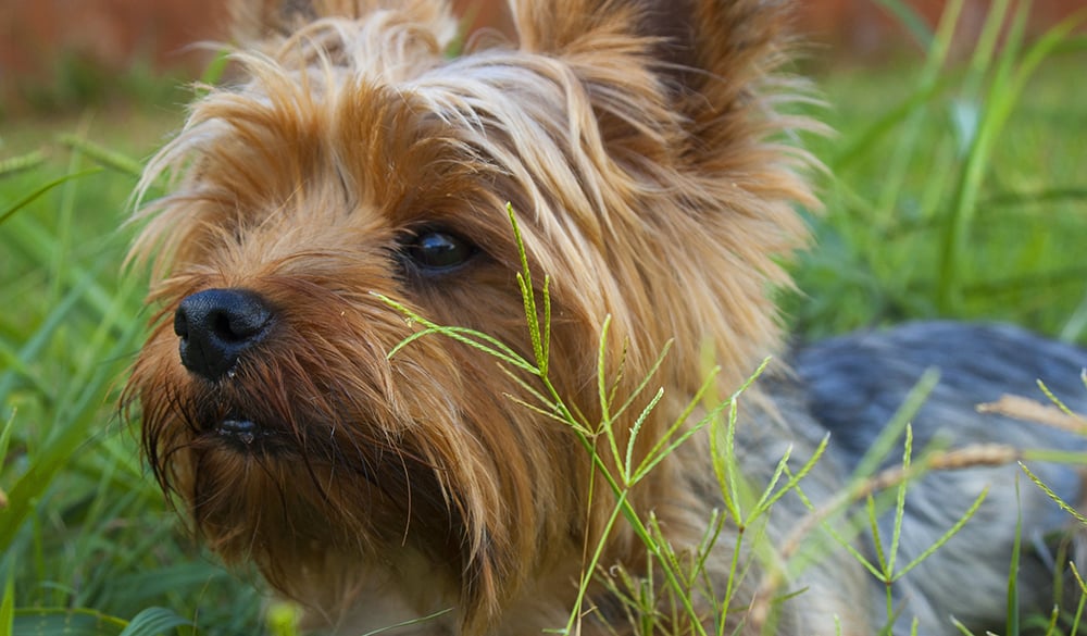 Abnormal Eyelid in Dogs