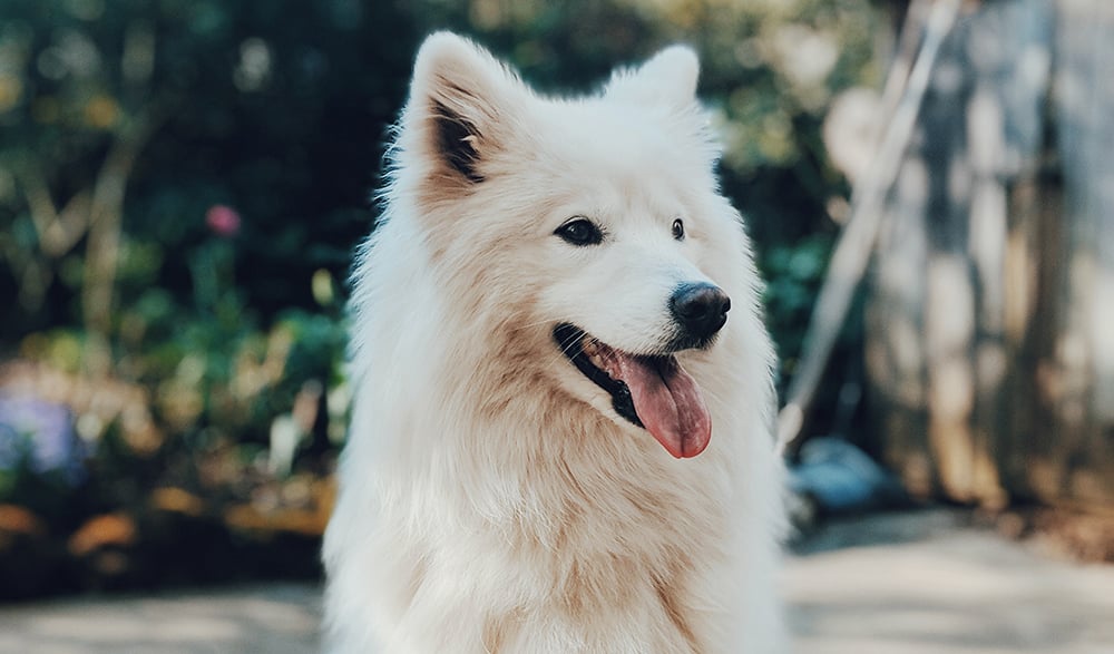 All You Need To Know About Diabetes In Dogs