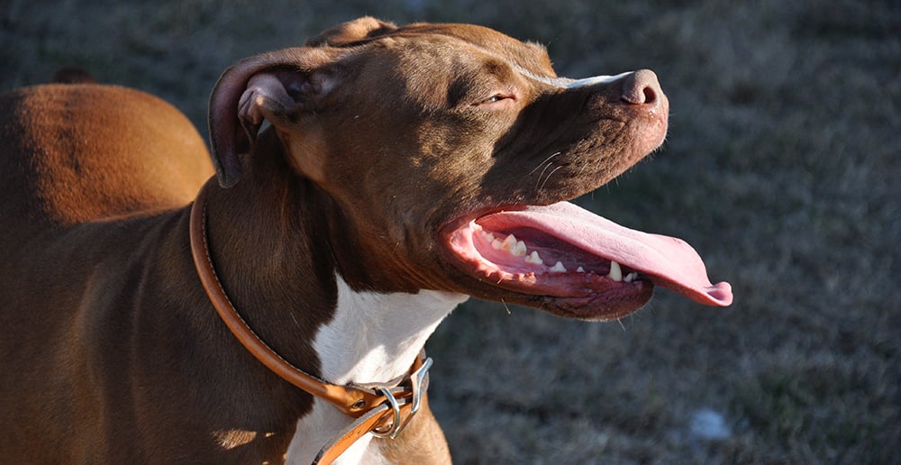Allergic Shock in Dogs