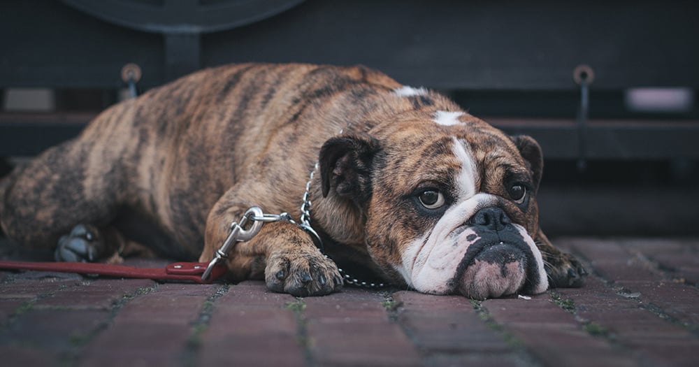 Bacterial Infection in Dogs