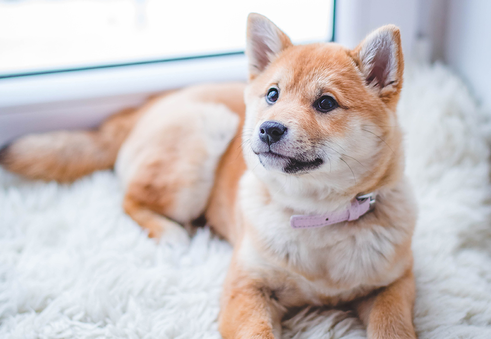 Bloat in Dogs