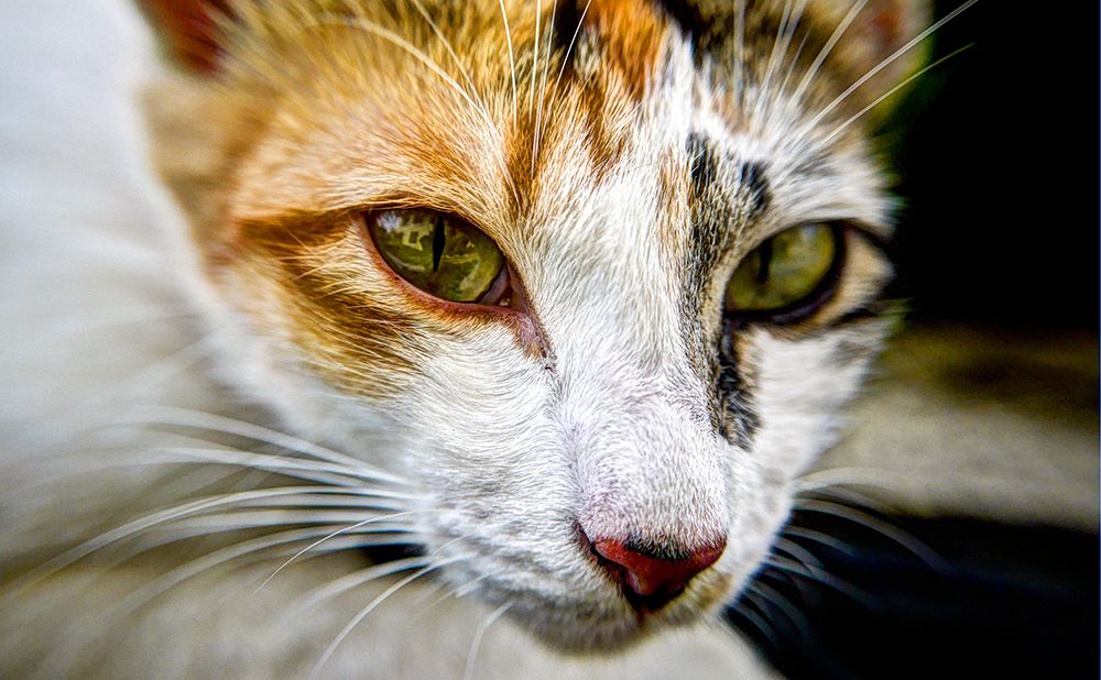Cat Flu Can be Avoided with Vaccines and a Lot of Love