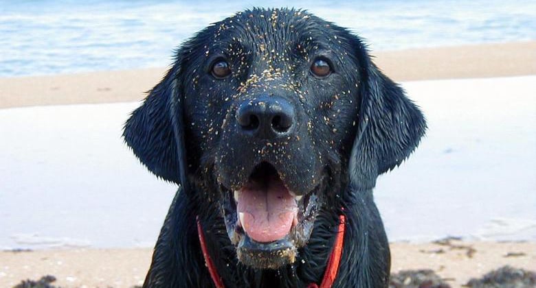 Cavities in Dogs
