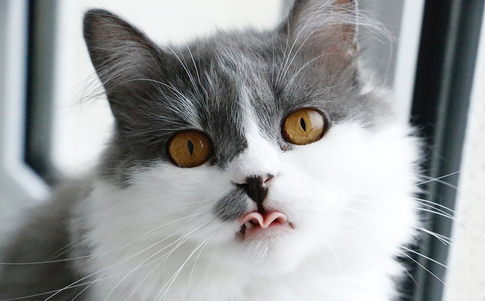 Coughing in Cats