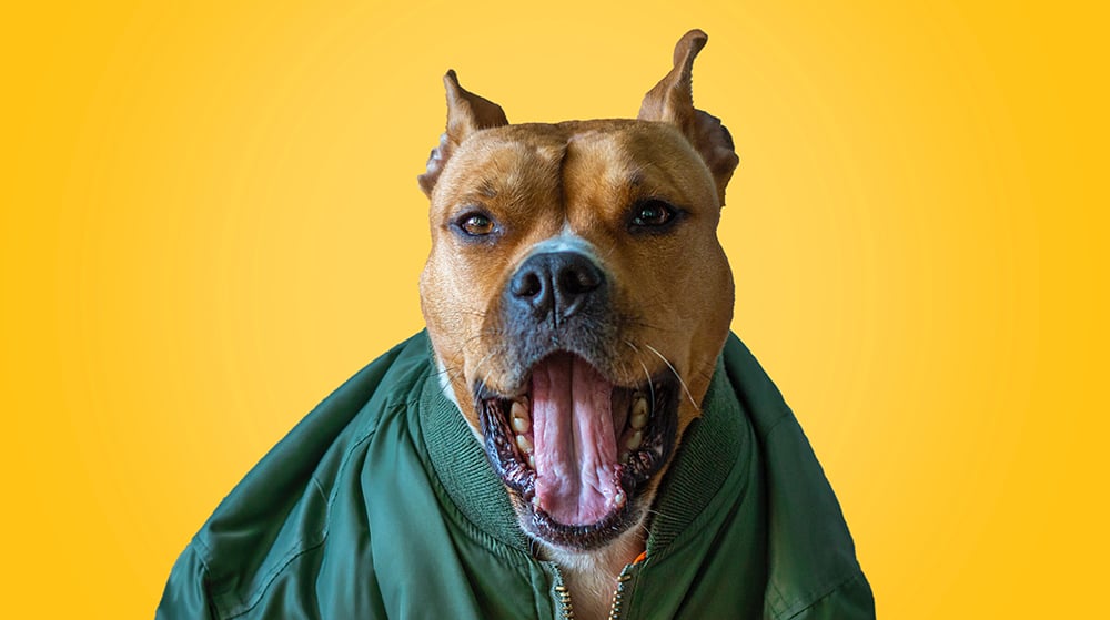 Coughing in Dogs