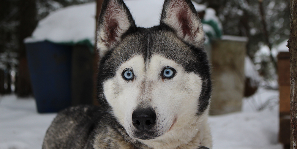 Dog Dementia, Dogs Get it Too