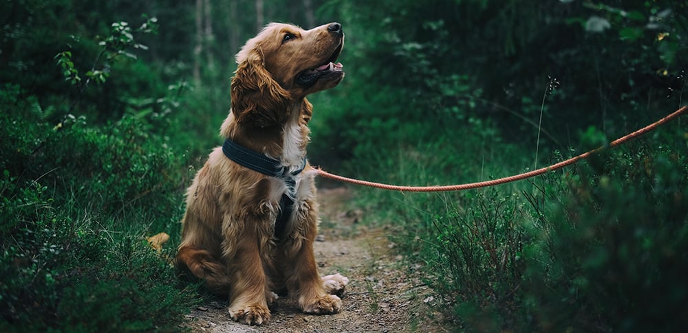 Dog's Health