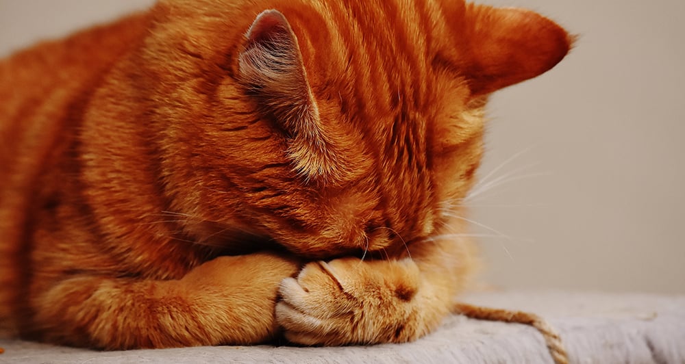 Fainting in Cats