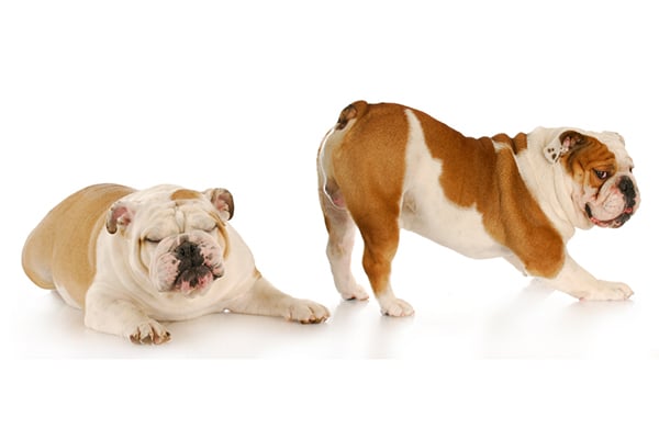 Gas in Dogs - Symptoms, Causes & Treatment