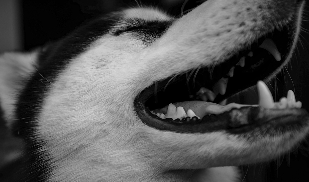 Gum Disease in Dogs