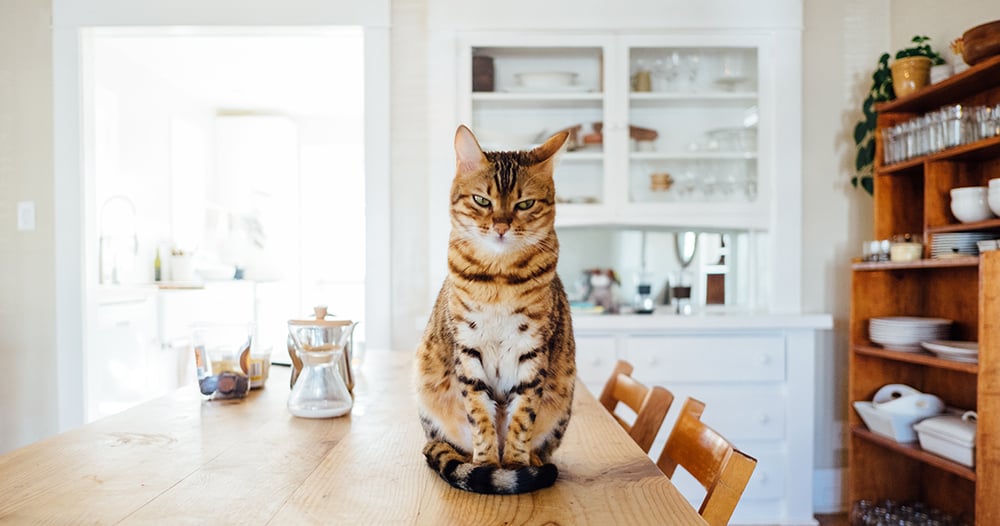 Hairballs in Cats