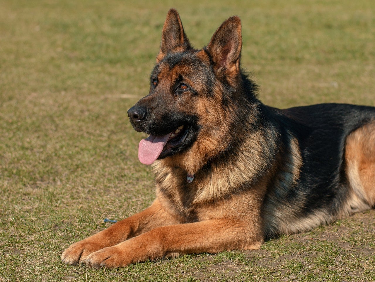 High Blood Pressure in Dogs