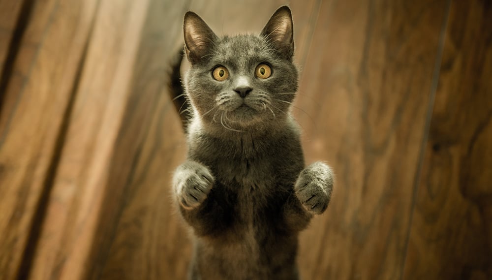 Joint Dislocation in Cats