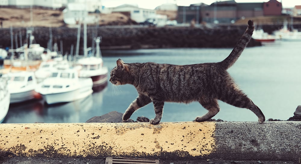 Kidney Stones in Cats