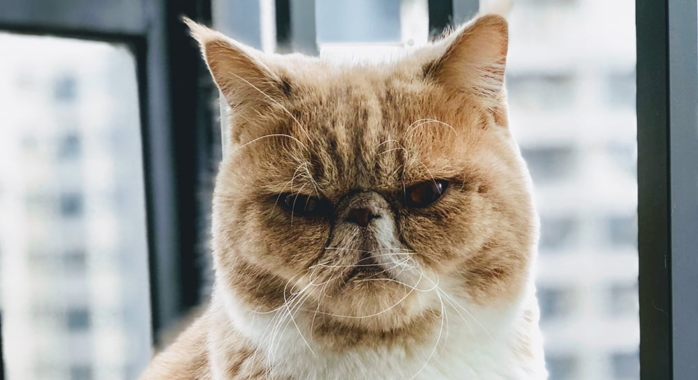Must-Know Information On A Bacterial Infection In Your Cat