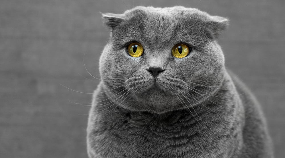 Obesity in Cats