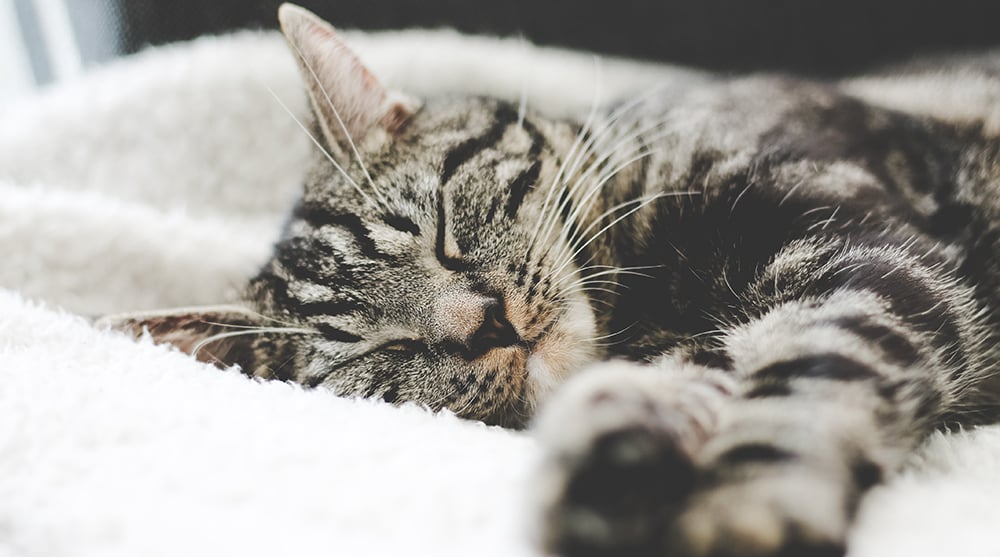 Poisoning in Cats