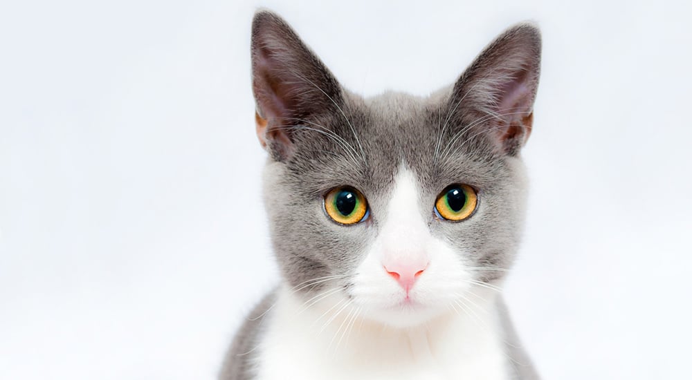 Rabies in Cats