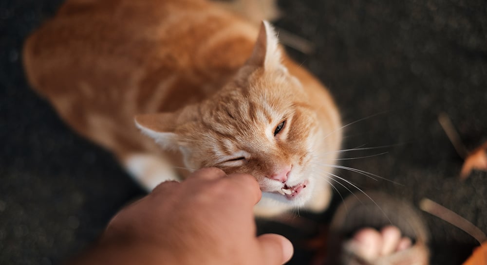 Signs That Your Cat Has a Stroke