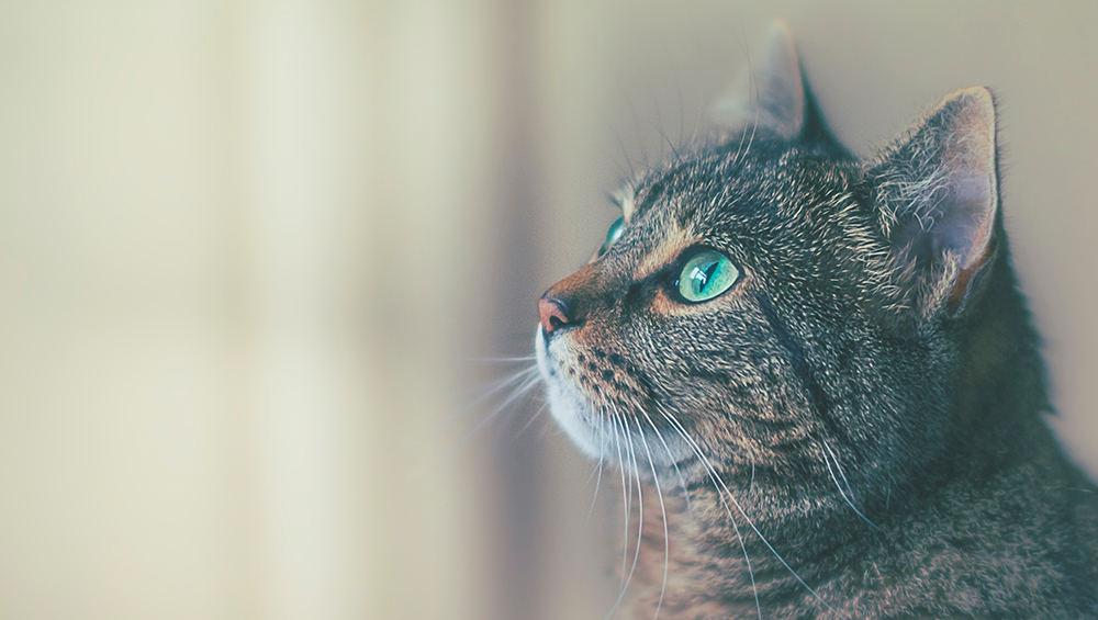 The Short Guide To Understanding Fungal Infection In Cats