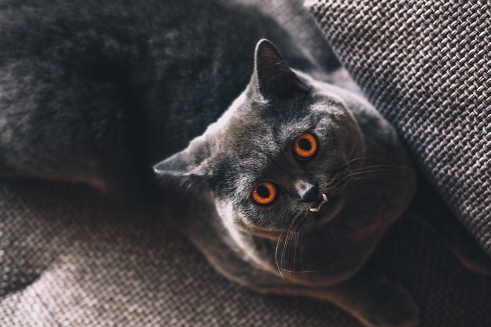 Tooth Decay in Cats