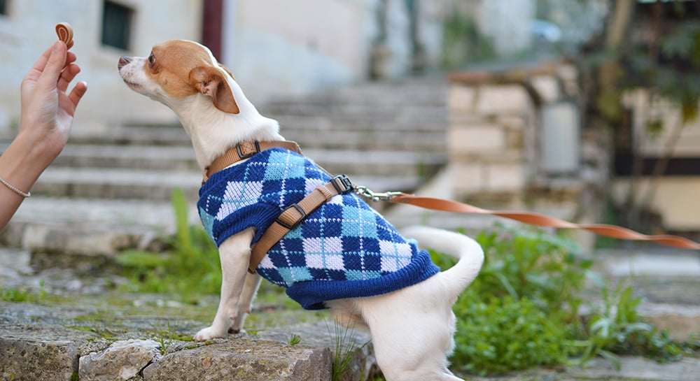 Understanding Diarrhea in Dogs: Is it an Emergency?