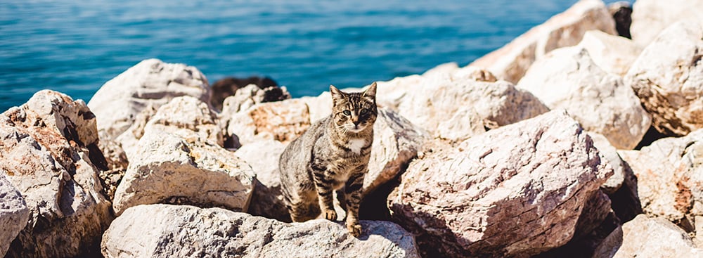Ureter Stones in Cats and What You Can do About it