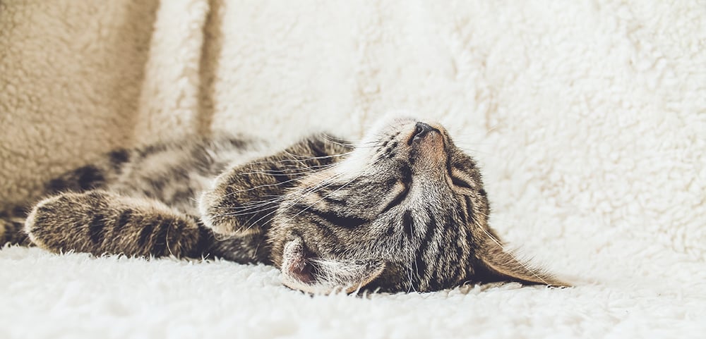 Vomiting, Chronic in Cats