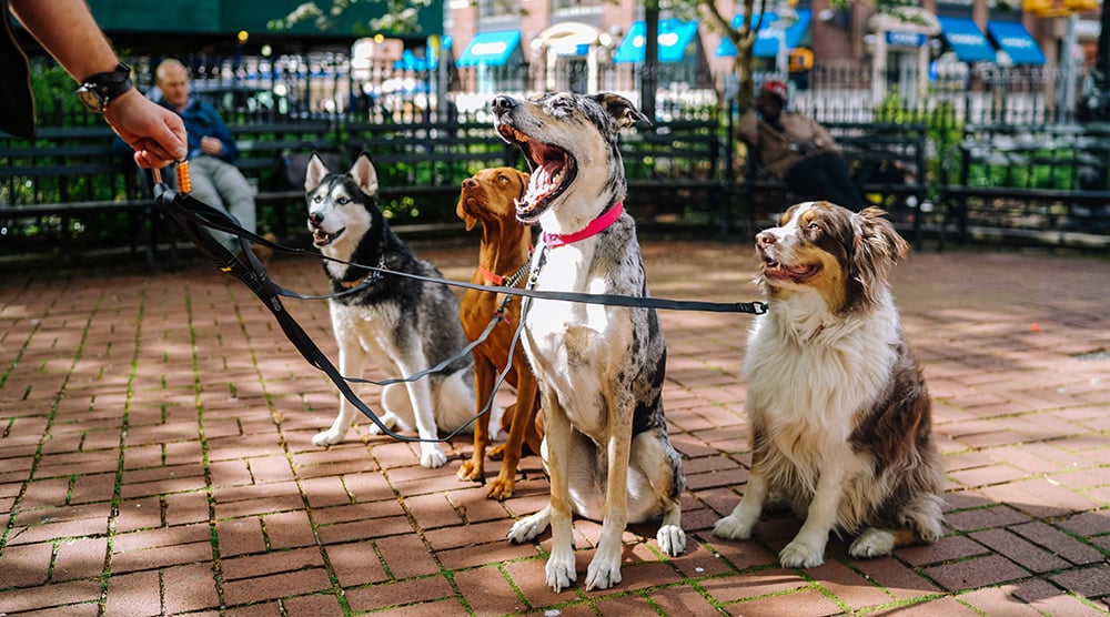 Vomiting in Dogs