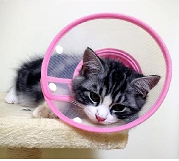 Bolbove Pet Plastic Clear Cone Recovery E-Collar with Dots Design Soft Edge for Small Dogs & Cats