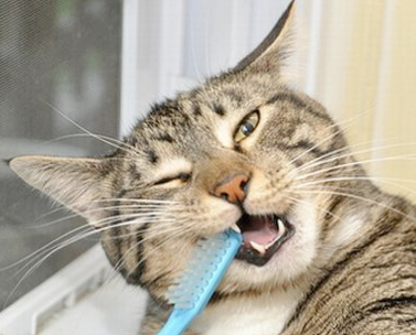 6 Steps You Can Take to Care for Your Cat's Teeth